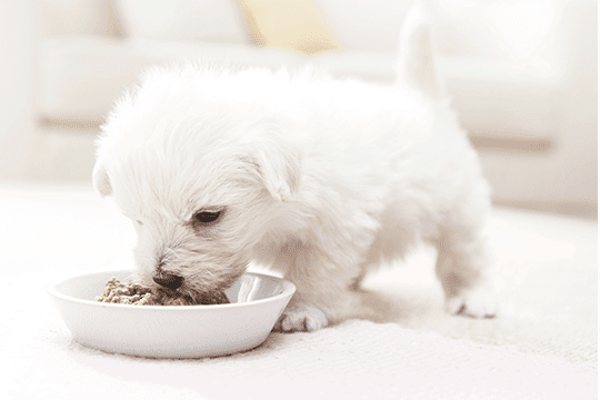 子犬のママ入門 Cesar Japan Website
