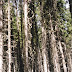 Sign In Forest : If you don't have an account you can create one.
