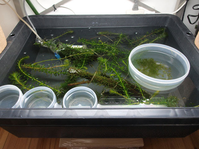 小さな庭と めだかのいる暮らし 稚魚育成用のプラ舟