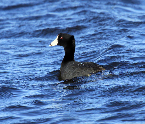 American Coot