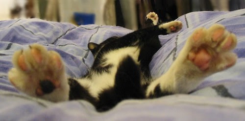 my cat's got chicken feet