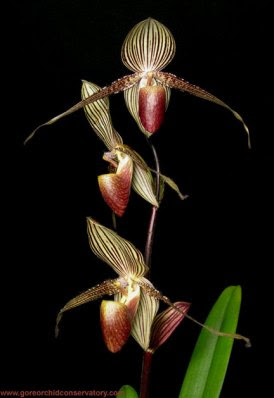 Paphipedilum rothschildianum