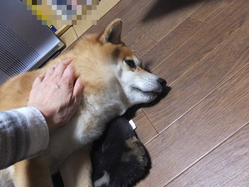 気持ちいい場所 柴犬はなのノンビリな日々