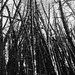 Bamboo 4