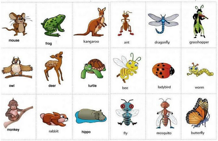 160 Nama  Hewan  dalam Bahasa  Inggris  dari  A Z 