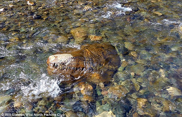 Fisherman in Siberia claim to have found remarkably intact remains of an ancient lizard (shown). They supposedly found the crocodile-like head while on a fishing trip. And when they sent photos to experts they were told it was likely a lizard or dinosaur from 150 million years ago