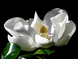 Magnolia grandiflora 'Goliath', known...