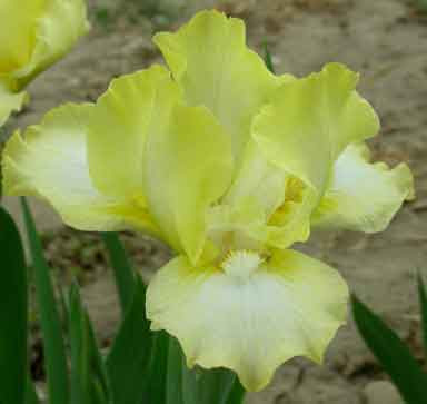 Ghost Ship SDB Iris