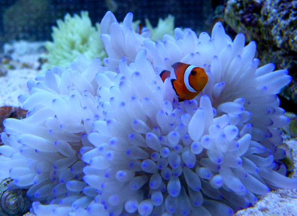 海水魚 サンゴ類