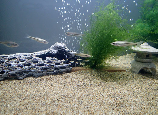 初代メンバーお披露目と水槽レイアウト 日本淡水魚の飼育 偏屈の洞窟