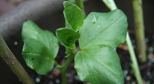 fava plant