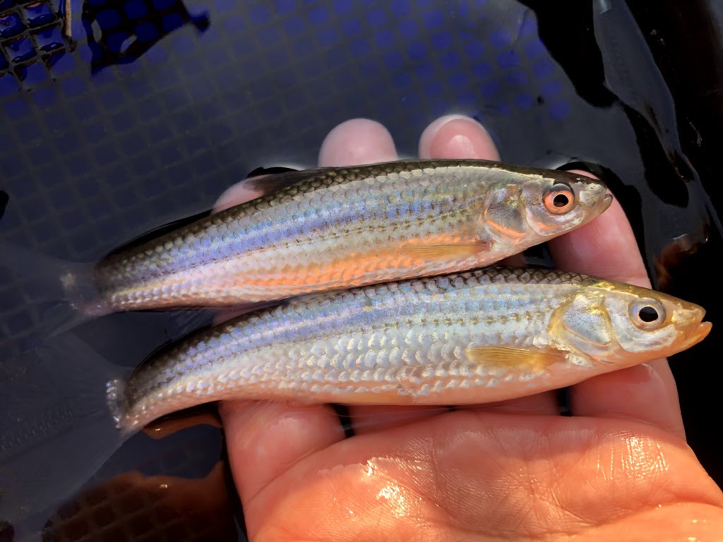 琵琶湖固有の小型魚 ホンモロコ って美味しいの ニュース つりそく 釣場速報