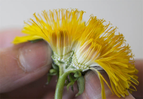 観察２タンポポの花 １年理科 生物 Takaの授業記録16