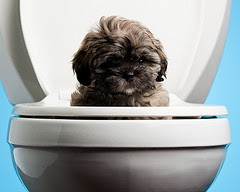 Puppy Toilet Training