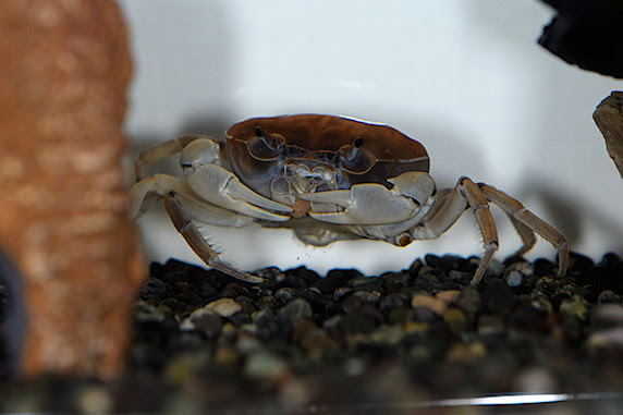 元気に過ごすサワガニ ぁぃの飼育ブログ