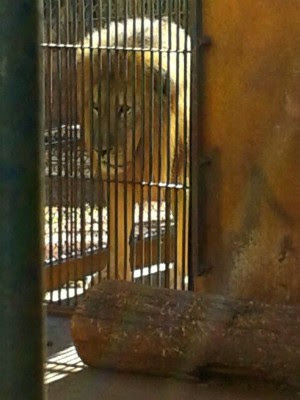 Leão sequestrado no interior de São Paulo foi encontrado em Maringá (Foto: Erick Gimenes/G1)