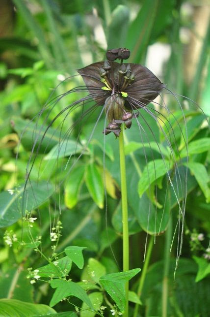 ブラックキャット 花いろいろ