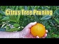 When Should You Prune Fruit Trees - How To Prune An Olive Tree? When Should You Prune? / Because the limbs tend to grow up rather than out, bend the limbs down before pruning to visualize how the limb will be once it begins to bear fruit.