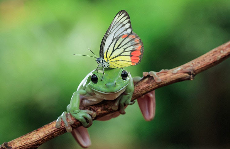新しい髪形 カエルの頭の上で休憩する蝶 新華網日本語