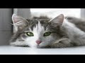 [Le plus préféré] fond d'écran chaton et chiot 769629-Fond d'écran animaux chatons et chiot