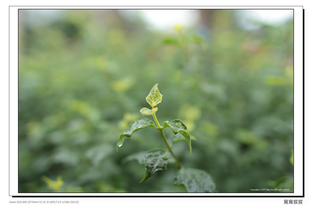 binglien_IMG_0724