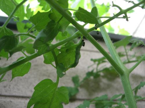 トマトにつく虫 閲覧注意 ミニトマト