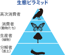食物連鎖 研究用語辞典 研究 Net