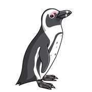 ペンギンの種類 ペンギン大学