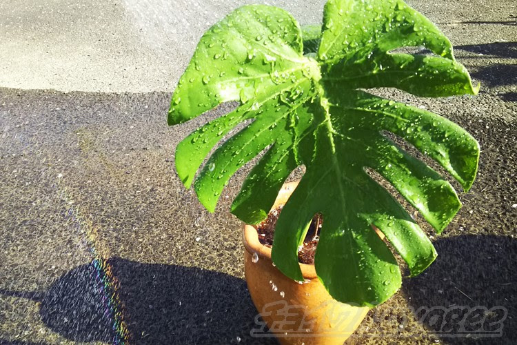 モンステラの茎挿し 1か月前に水挿しした茎に根が伸びてきてます あまり伸びすぎると 鉢植えの時に邪魔になりますので 今日土 に植え付けます 植え付け手順を写真付きで紹介します