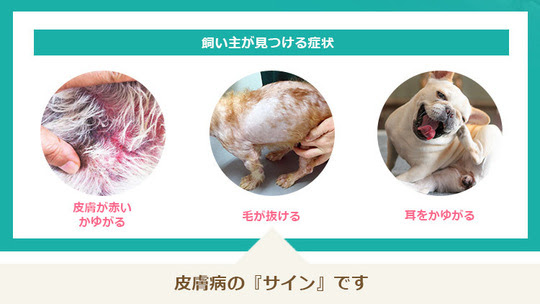 皮膚科専門外来 犬 皮膚の症状 アトピー フケ 脱毛等 タガワアニマルホームドクター 奈良県生駒市