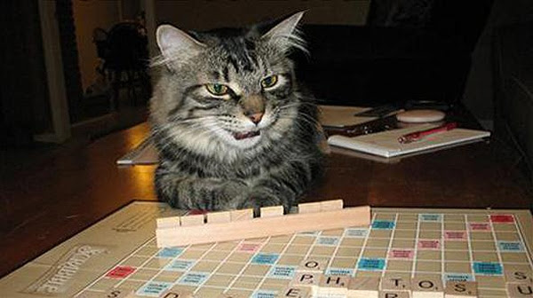 Kittens Play Board Games