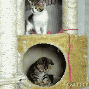 funny_cats_gifs_28.gif