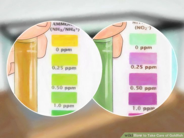 Take Care of Goldfish Step 9 Version 3.jpg