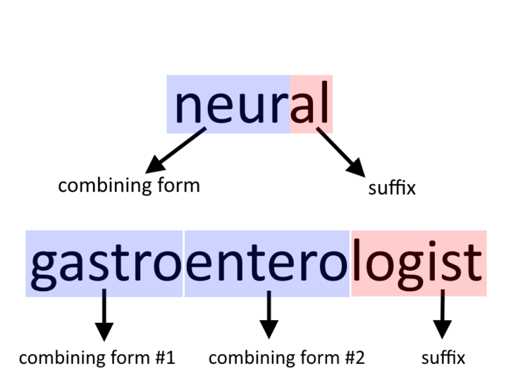 Understand_Medical_Terminolgy_Step_3.png