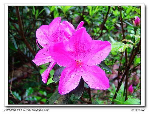 nEO_IMG_DSC09063