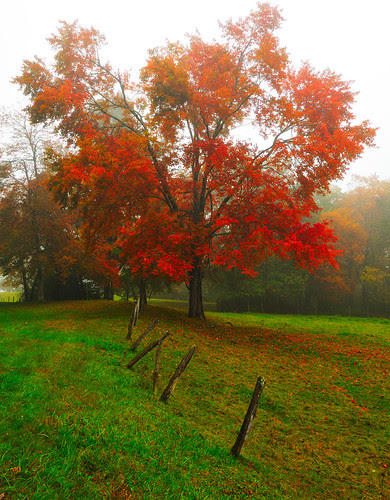 Fence Line Red