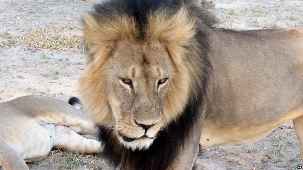 心無い殺害の対象になった ライオンのセシル について 動物を知り 動物を愛す