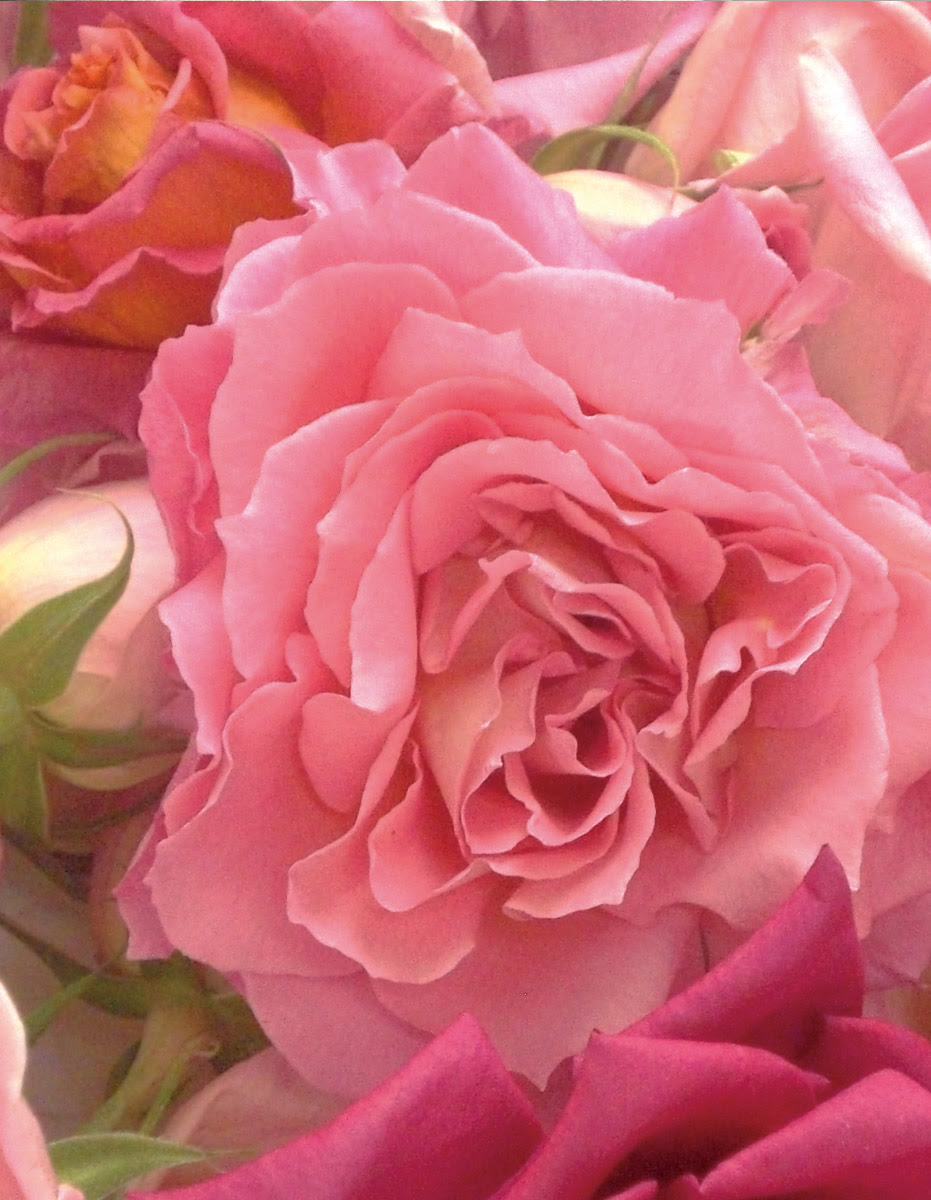 日本フリーズドライフラワー協会 Offical Website トップページ