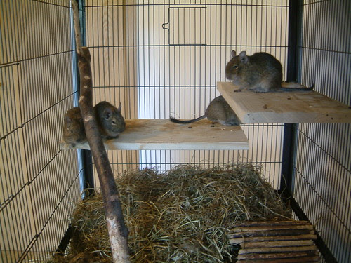 MY DEGU IS BEING HELD