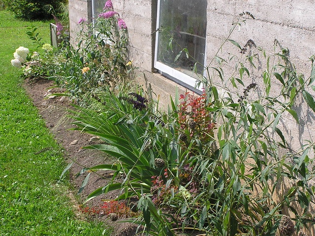 Tulip bed in August
