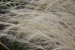 Stipa T plume