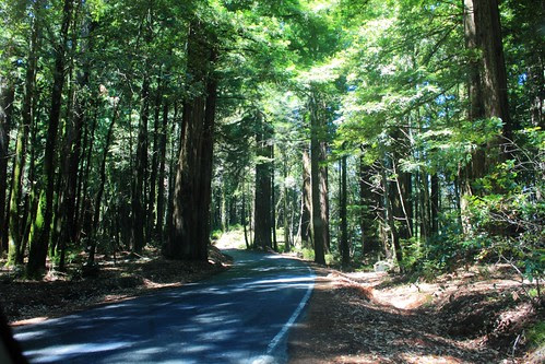 Big Basin state park
