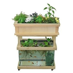 Mini-aquaponics for beginners! | garden | Pinterest