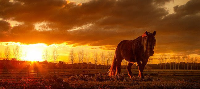 ... Raw 7 pour retoucher 4 projets de photos de paysages diffÃ©rents