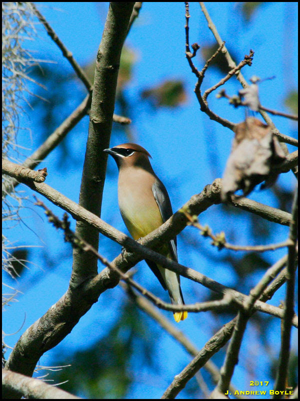 Cedar Waxwing