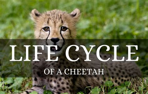Download PDF Online life cycle of a cheetah Prime Reading PDF