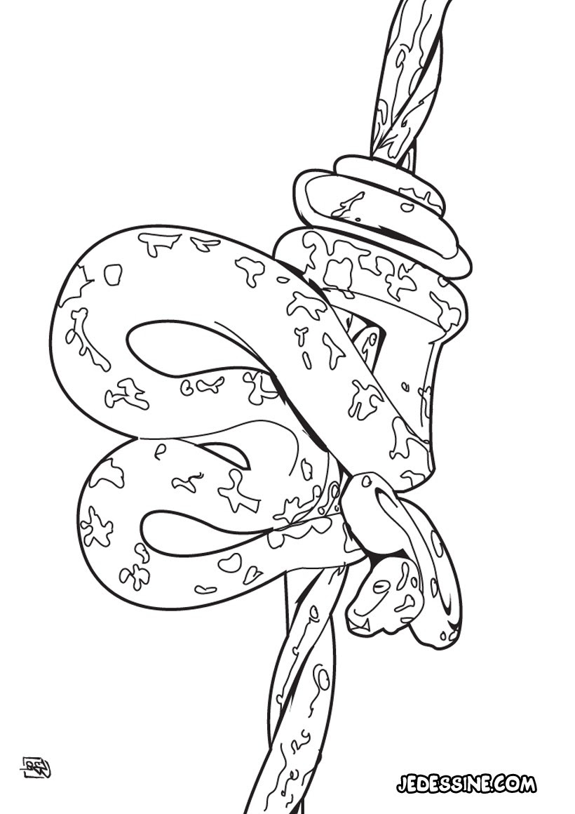 Coloriage d un boa d Amazonie