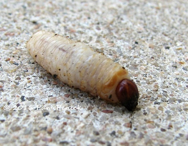 PamPenick_AgaveWeevilLarva_R