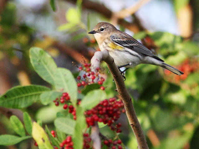 Yellow-rumped Warbler 3-20131228