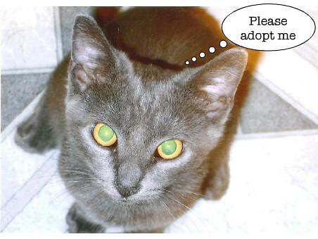 funny cats with captions. Flickriver: Random photos from Funny Cats From Caption Splash pool